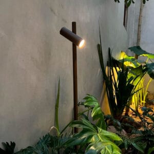 Juncus 1 spot marrón