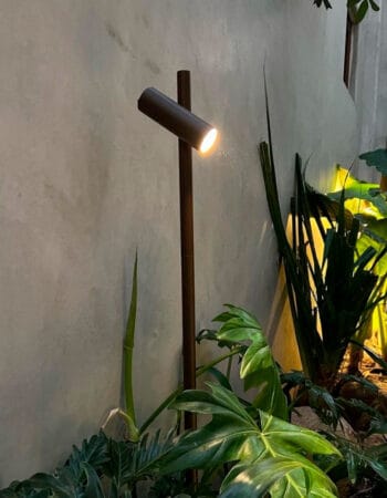 Juncus 1 spot marrón